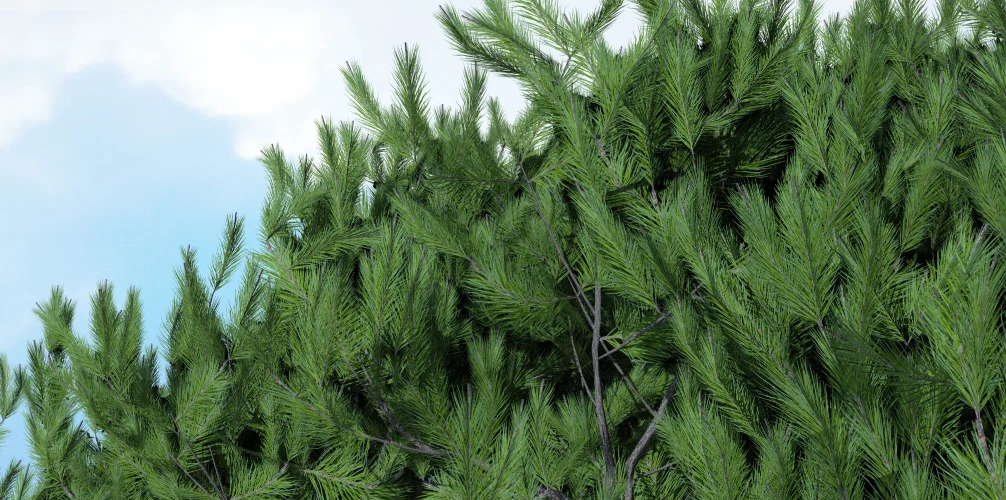 Maritime Pine Trees