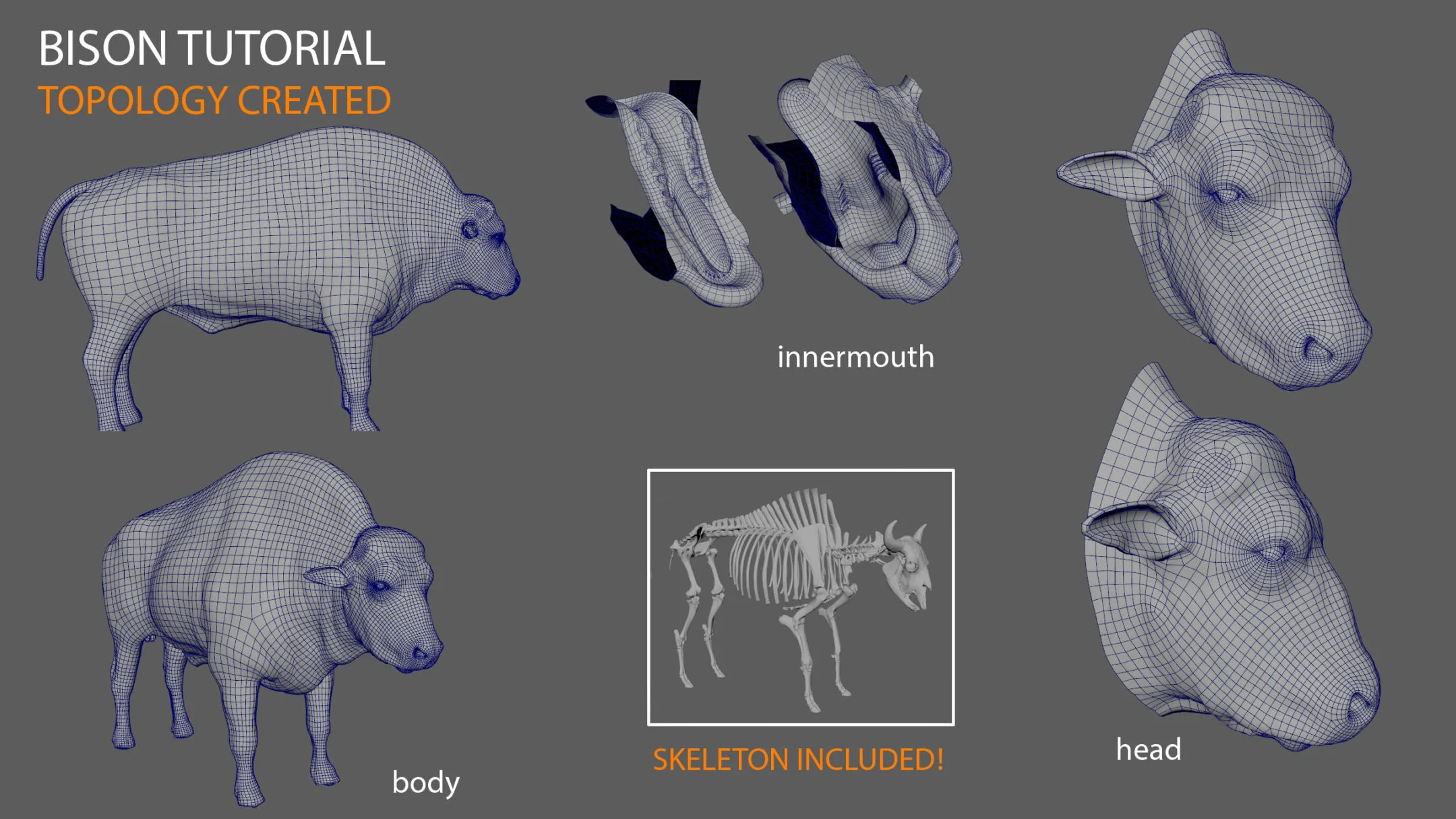 Bison Modeling Tutorial