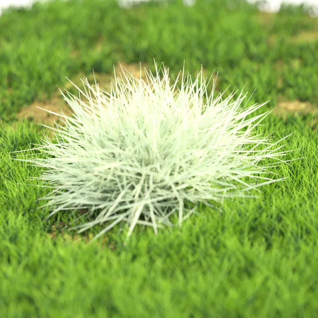 10 Flower Plants 61-70