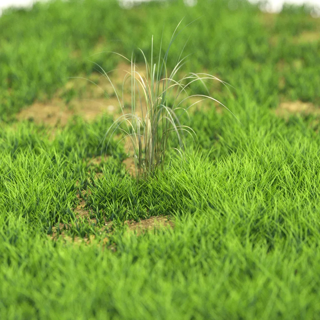 10 Flower Plants 61-70