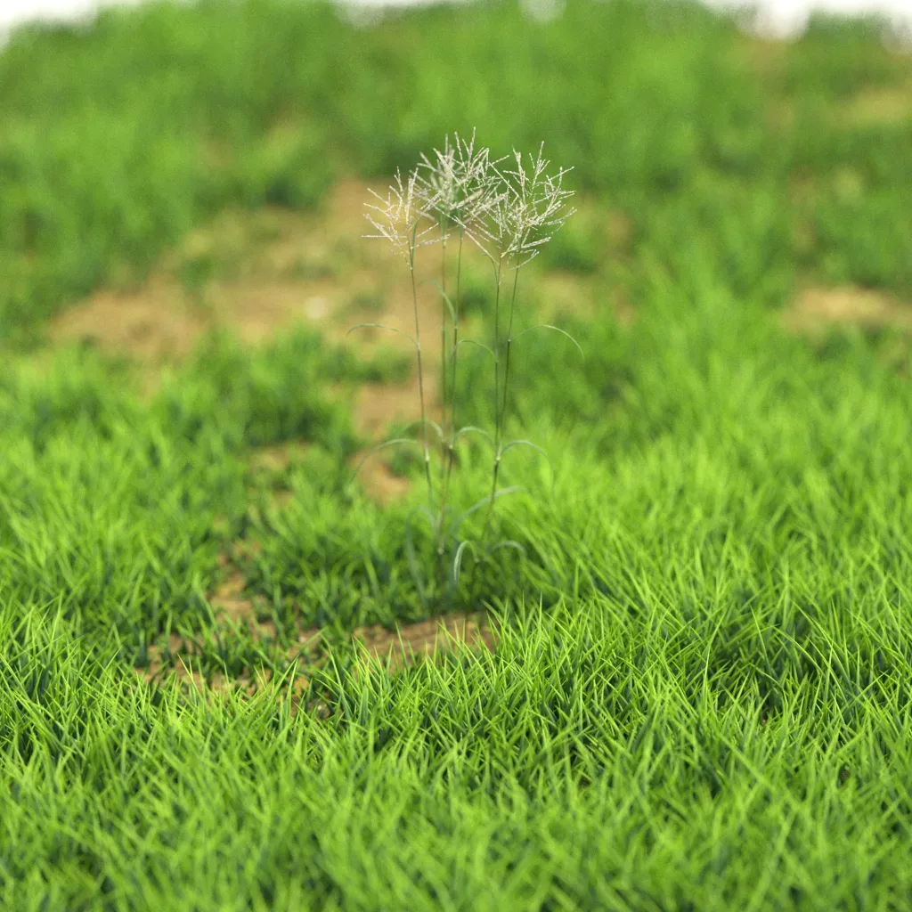 10 Plants Bush 91-100
