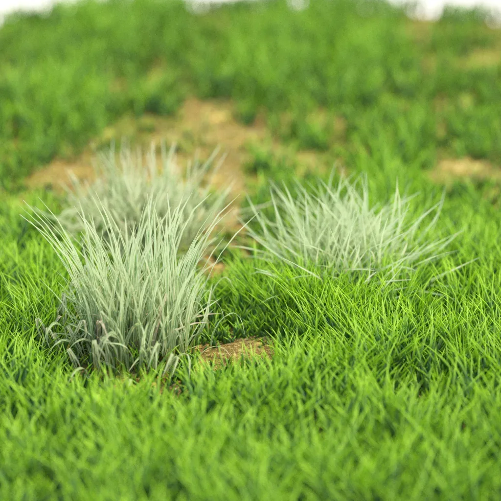 10 Plants Bush 91-100