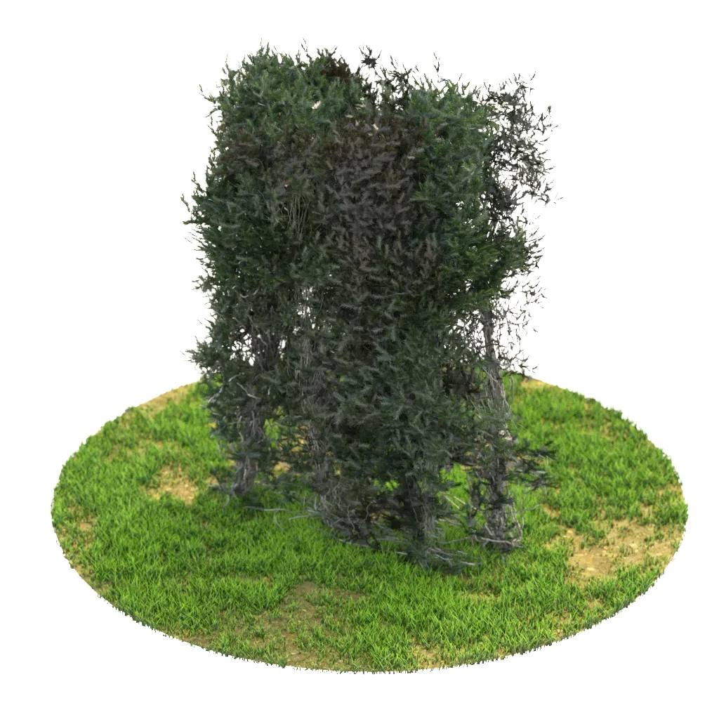 6 Bushes 151-156