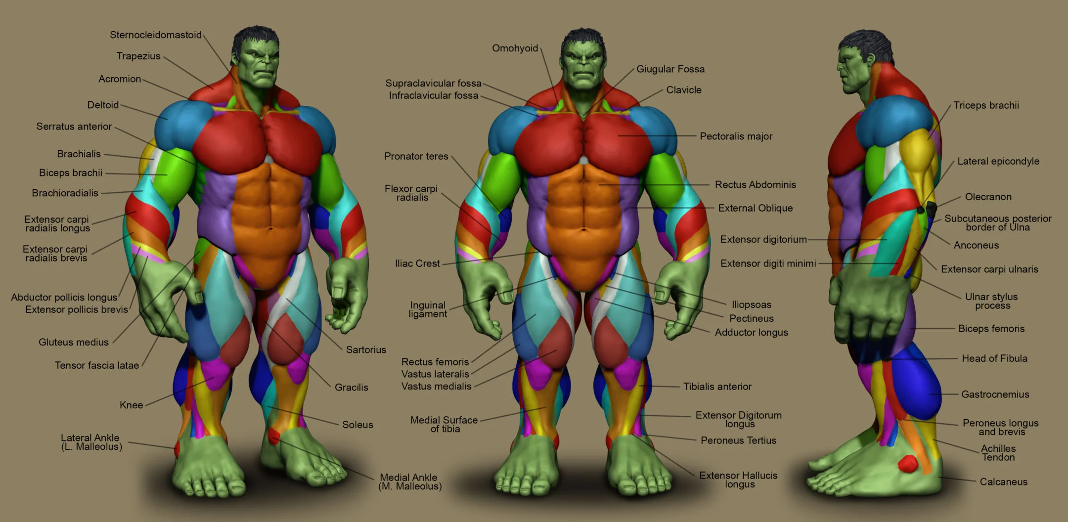 Superhero Anatomy Course for Artists - The Hulk