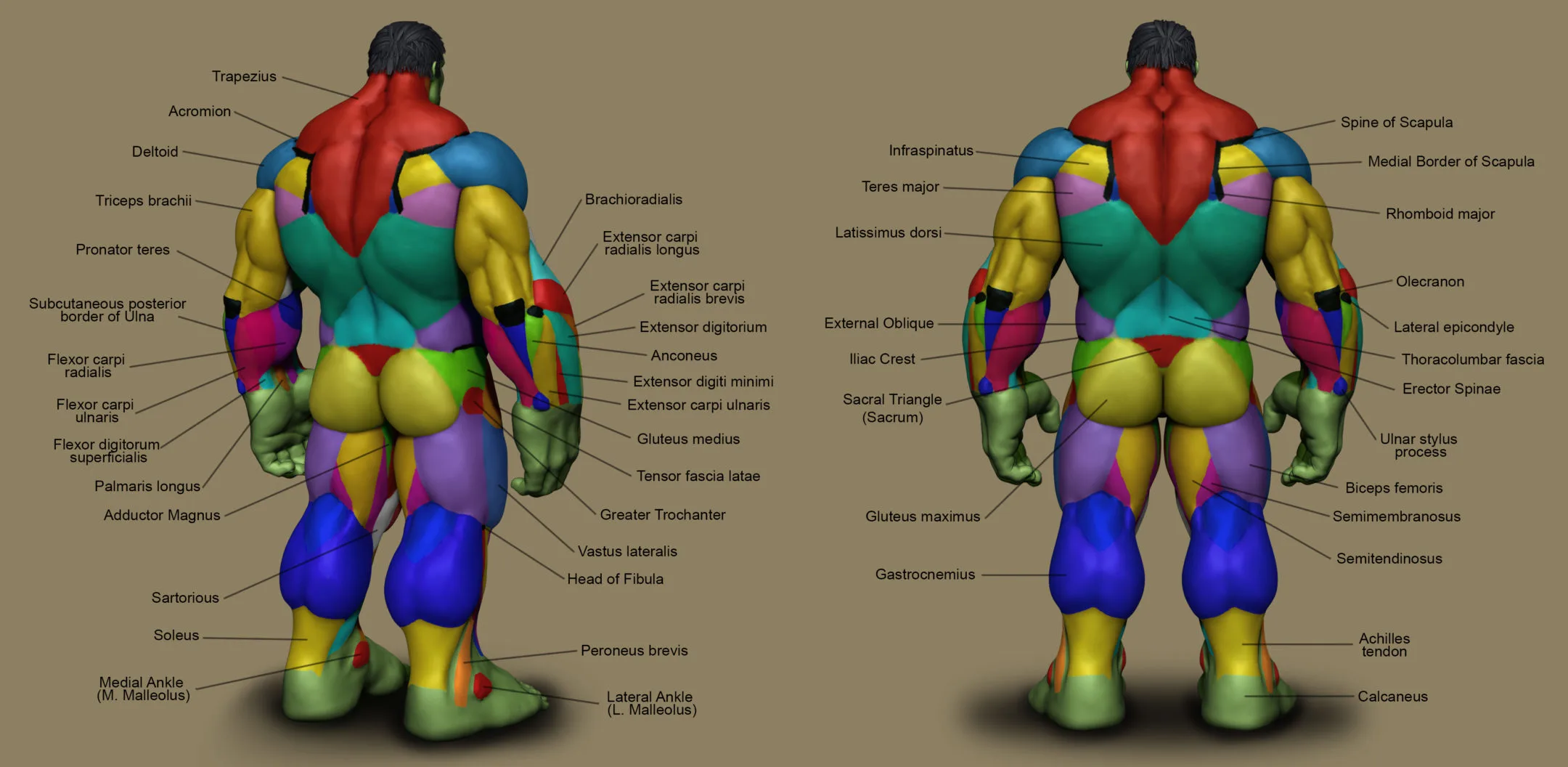 Superhero Anatomy Course for Artists - The Hulk