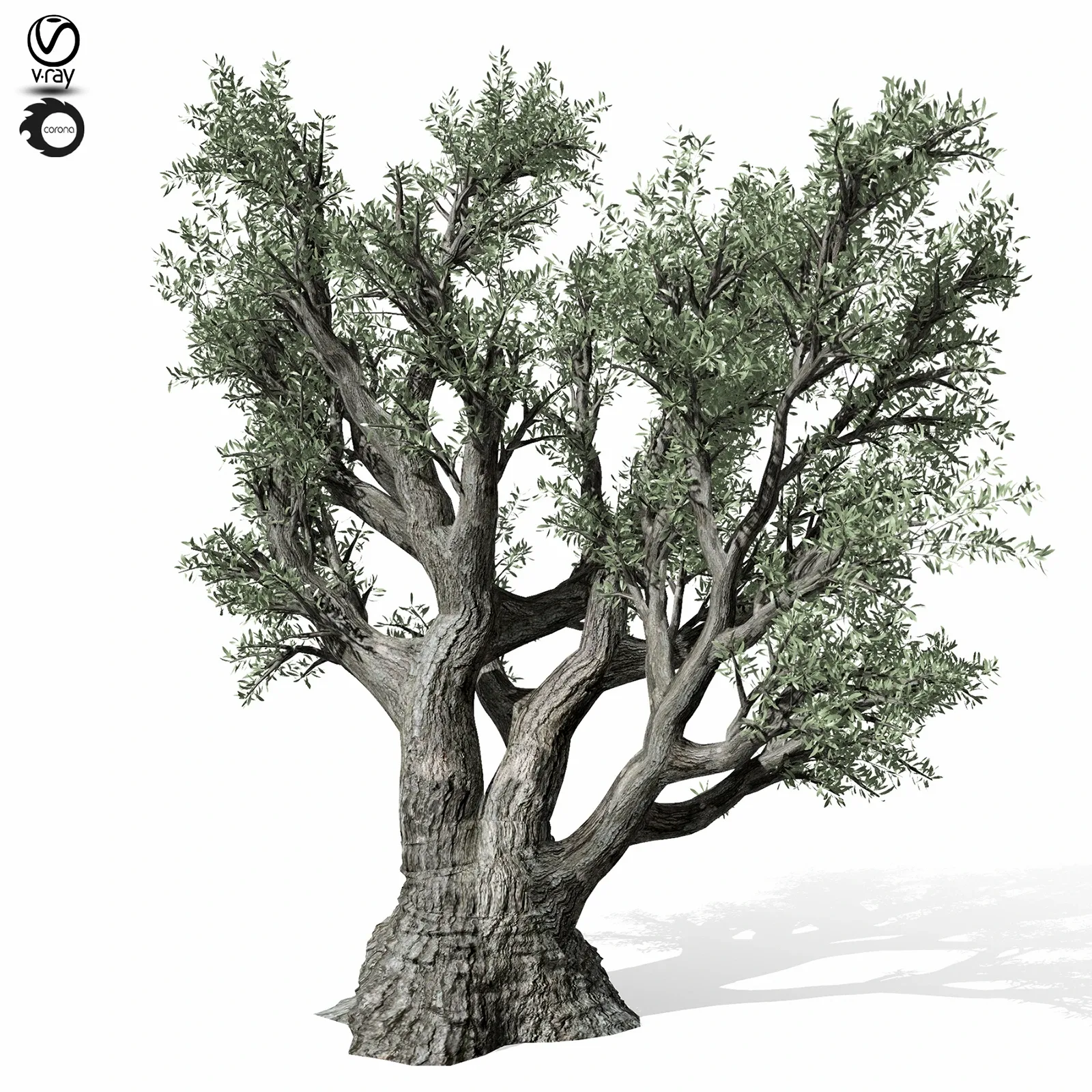 Olive Tree 220