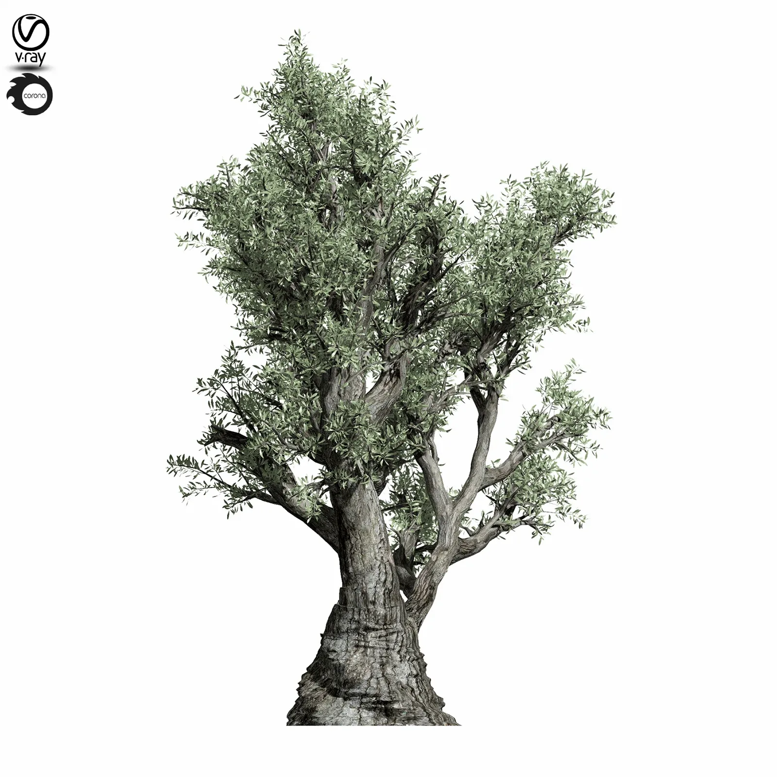 Olive Tree 220