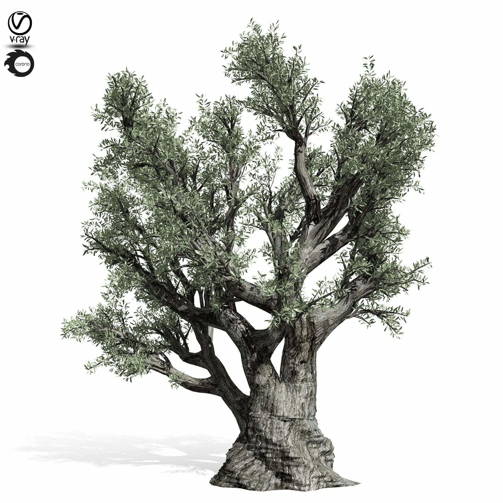 Olive Tree 220