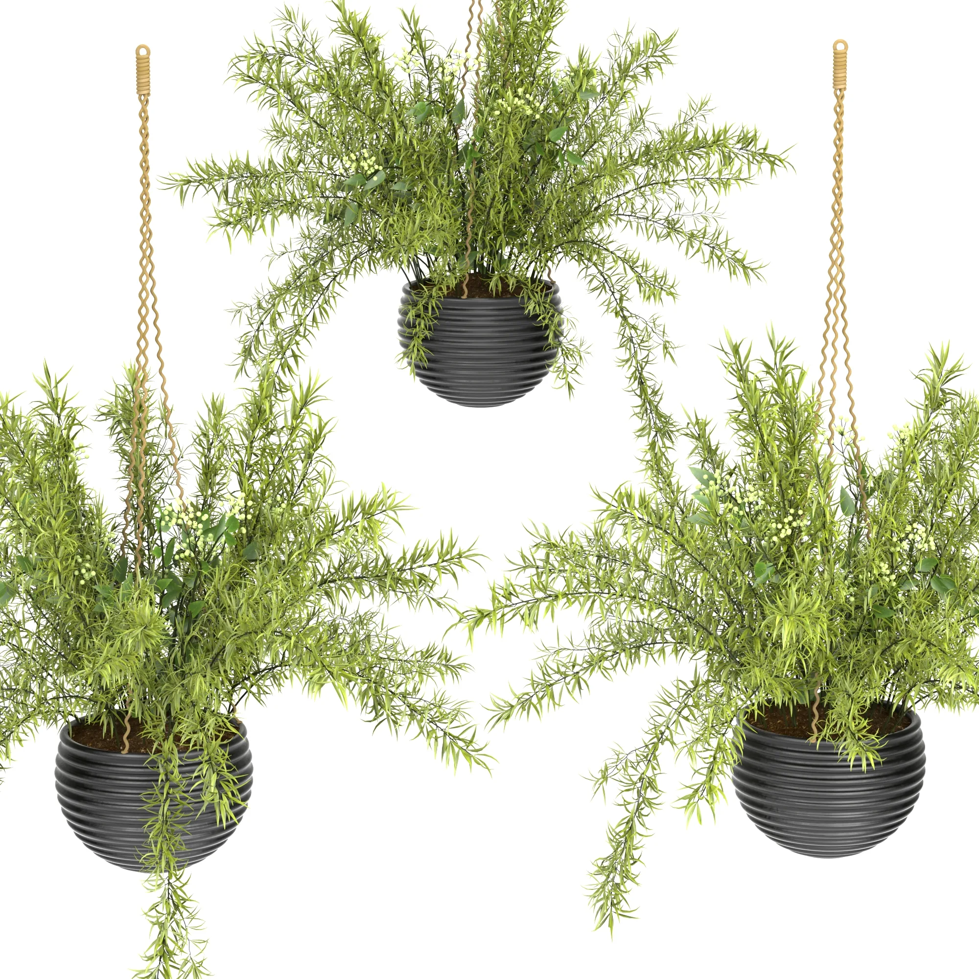 Hanging Basket Plants Set