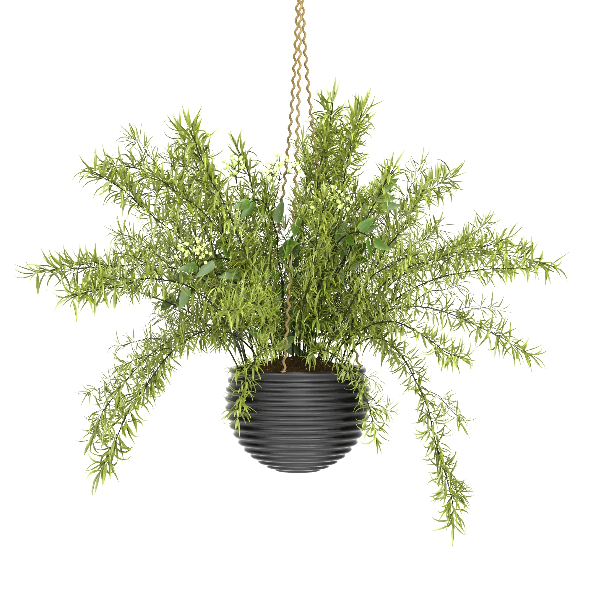 Hanging Basket Plants Set