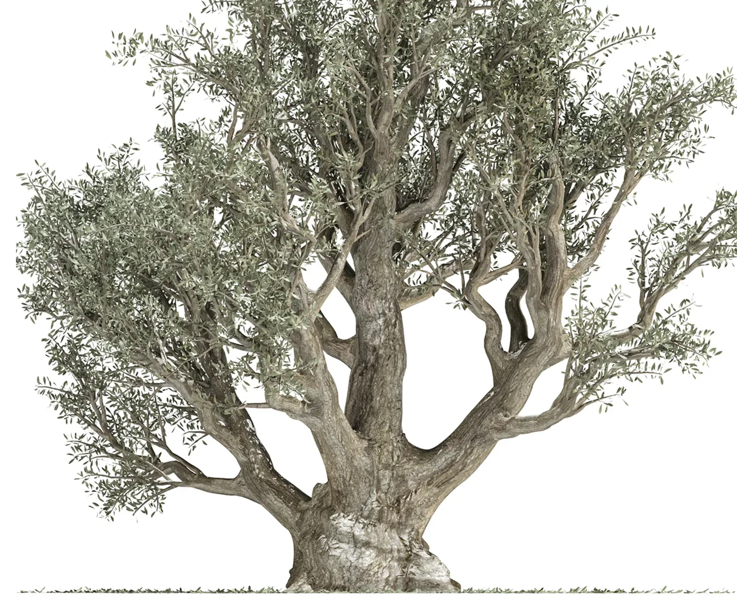 Olive Tree