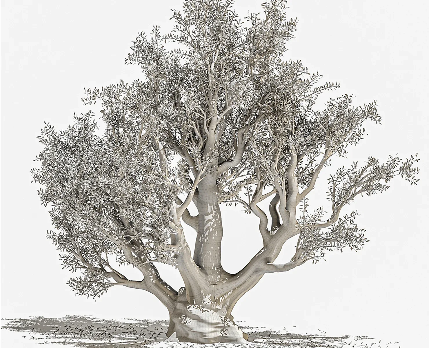 Olive Tree