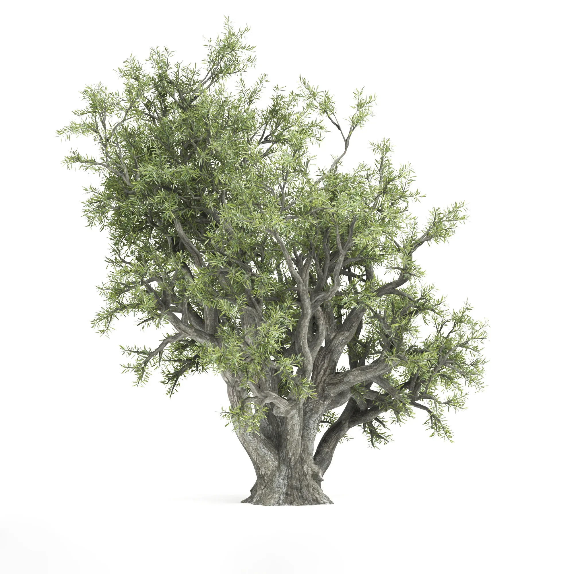 Old Olive Tree