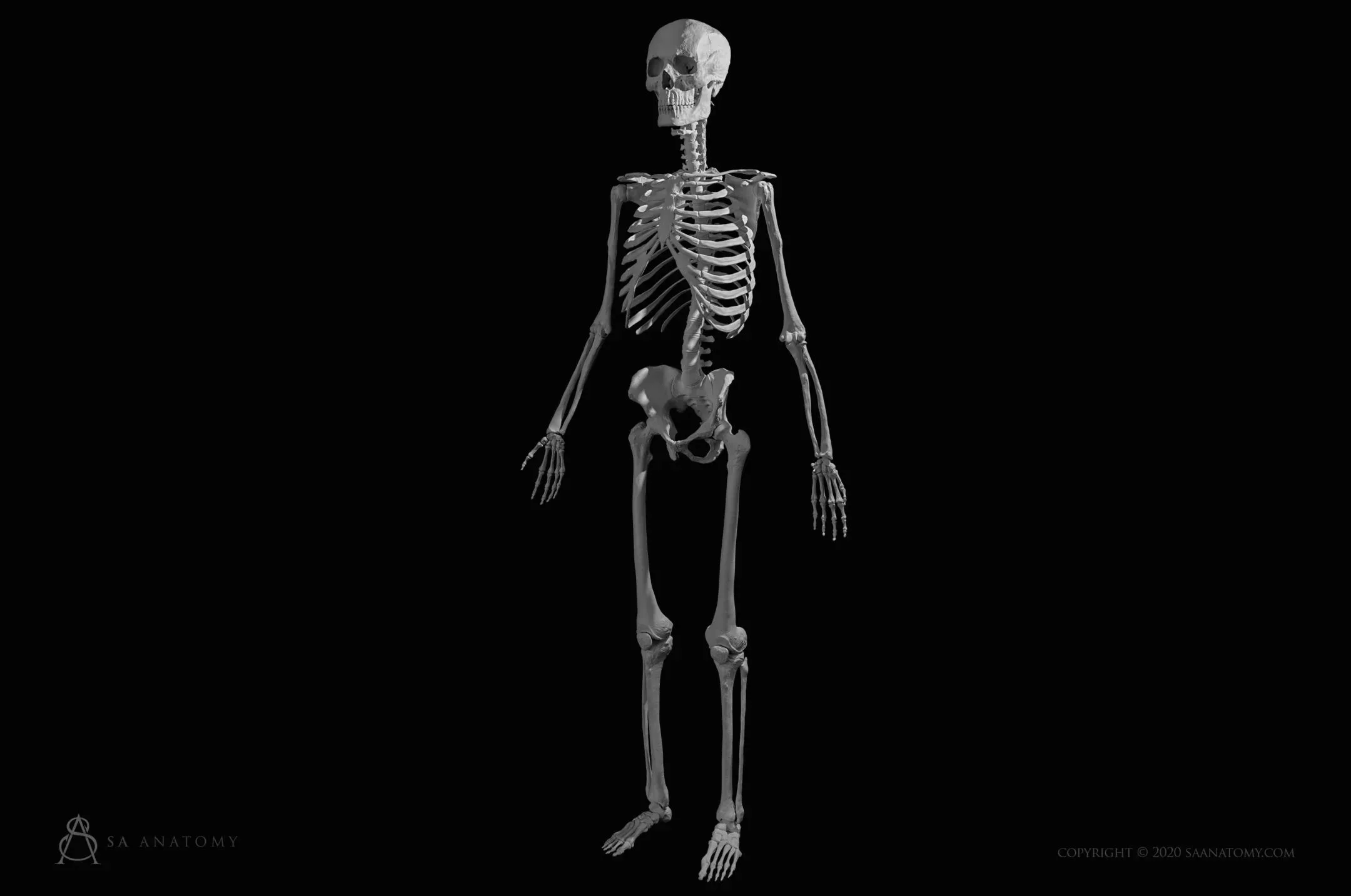 HD Male Skeleton