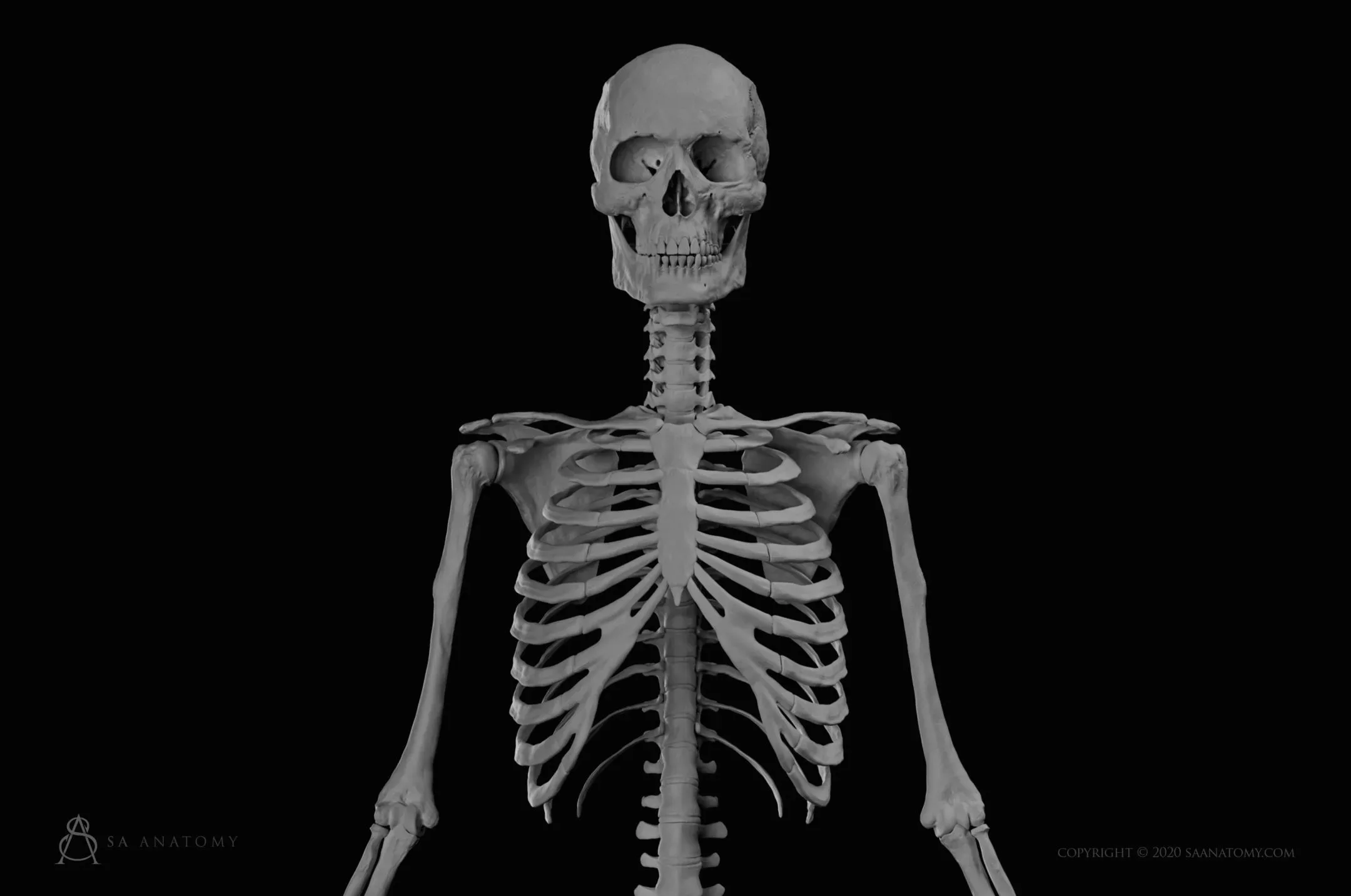 HD Male Skeleton