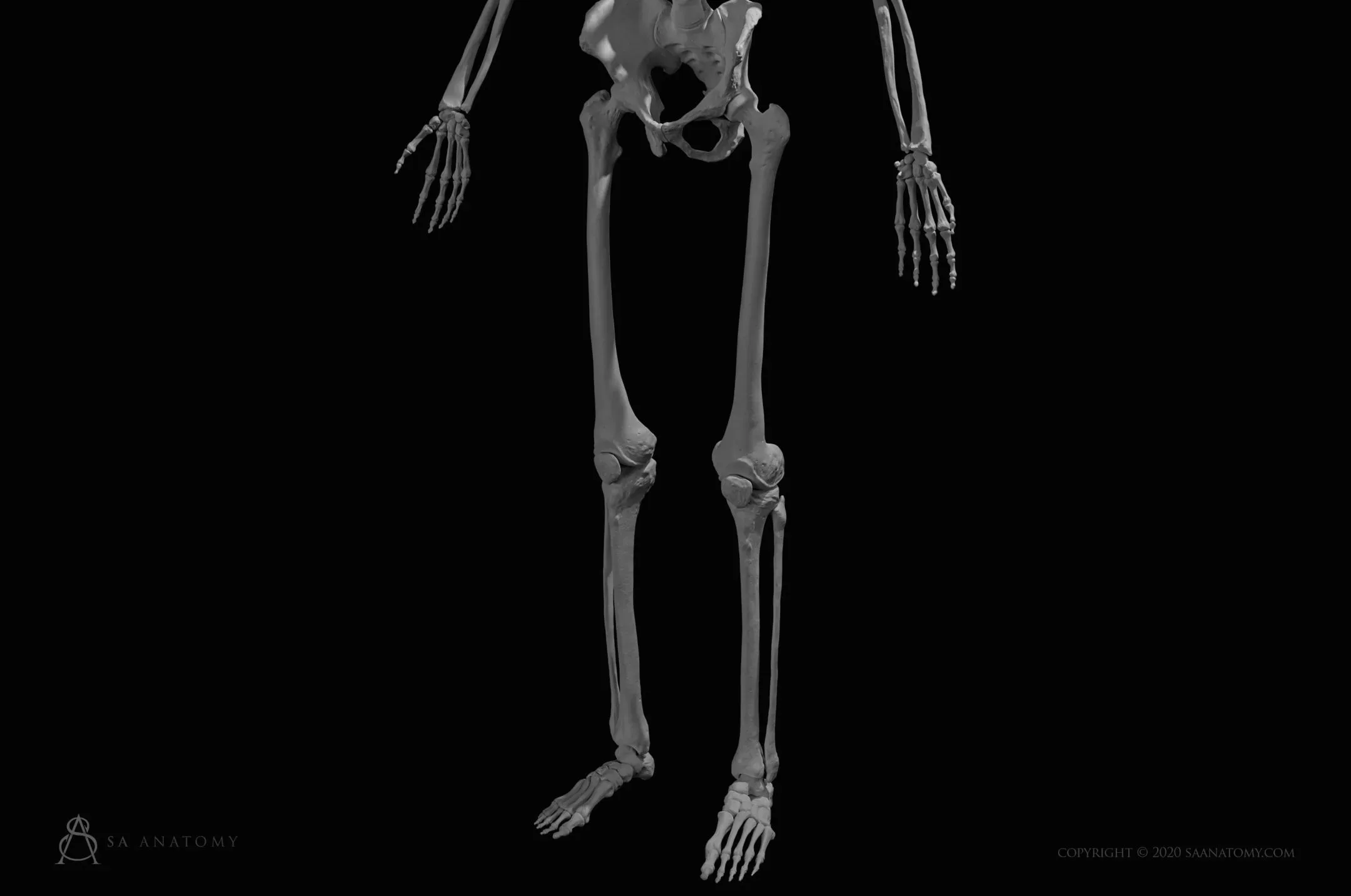 HD Male Skeleton