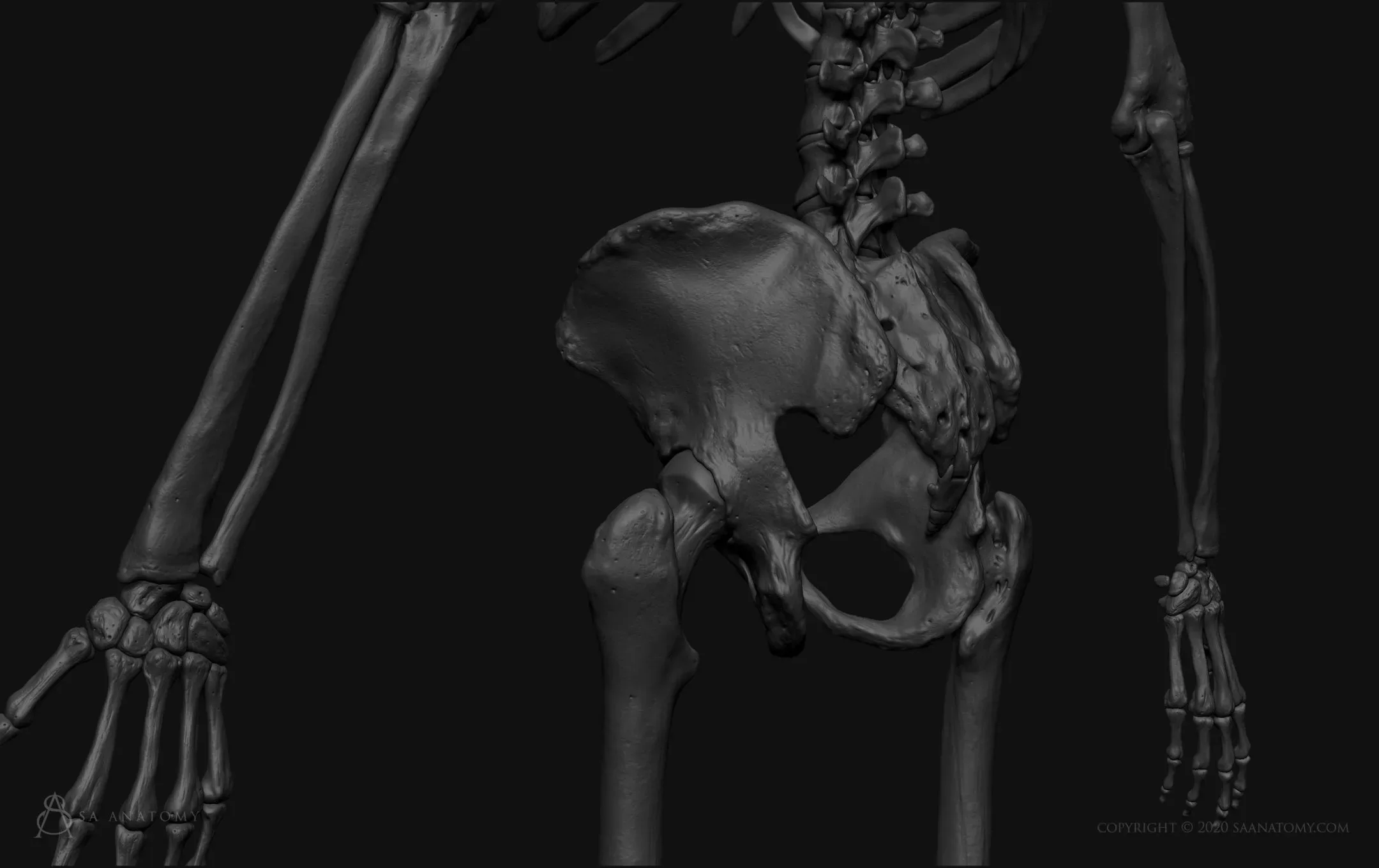 HD Male Skeleton