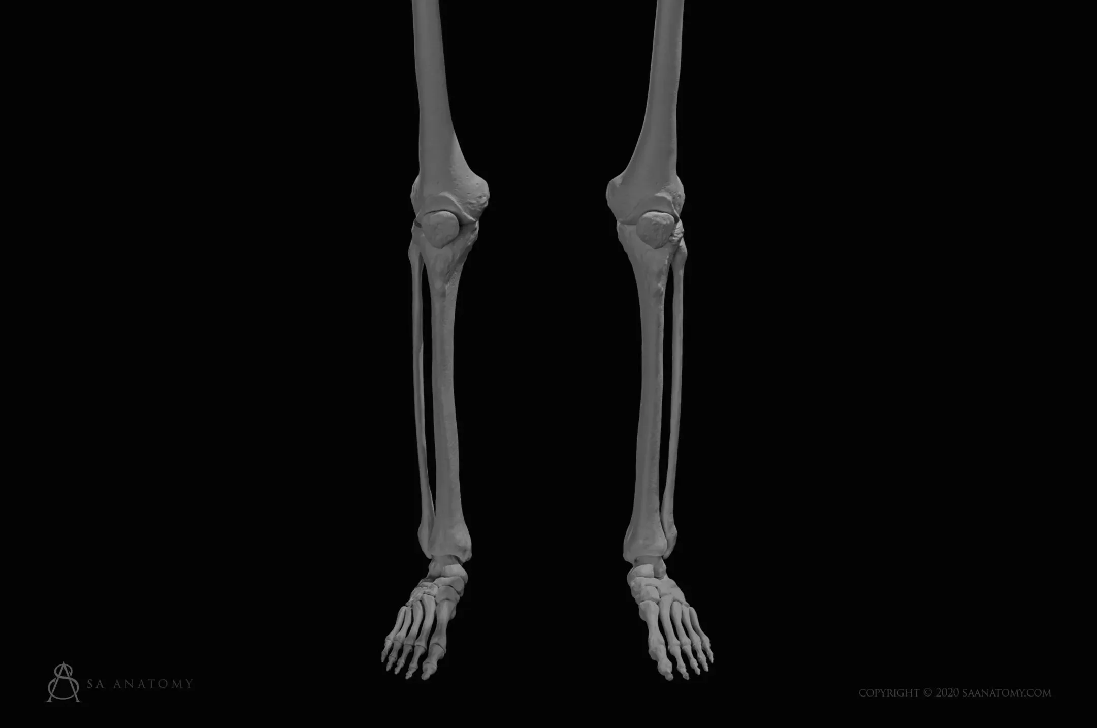 HD Female Skeleton