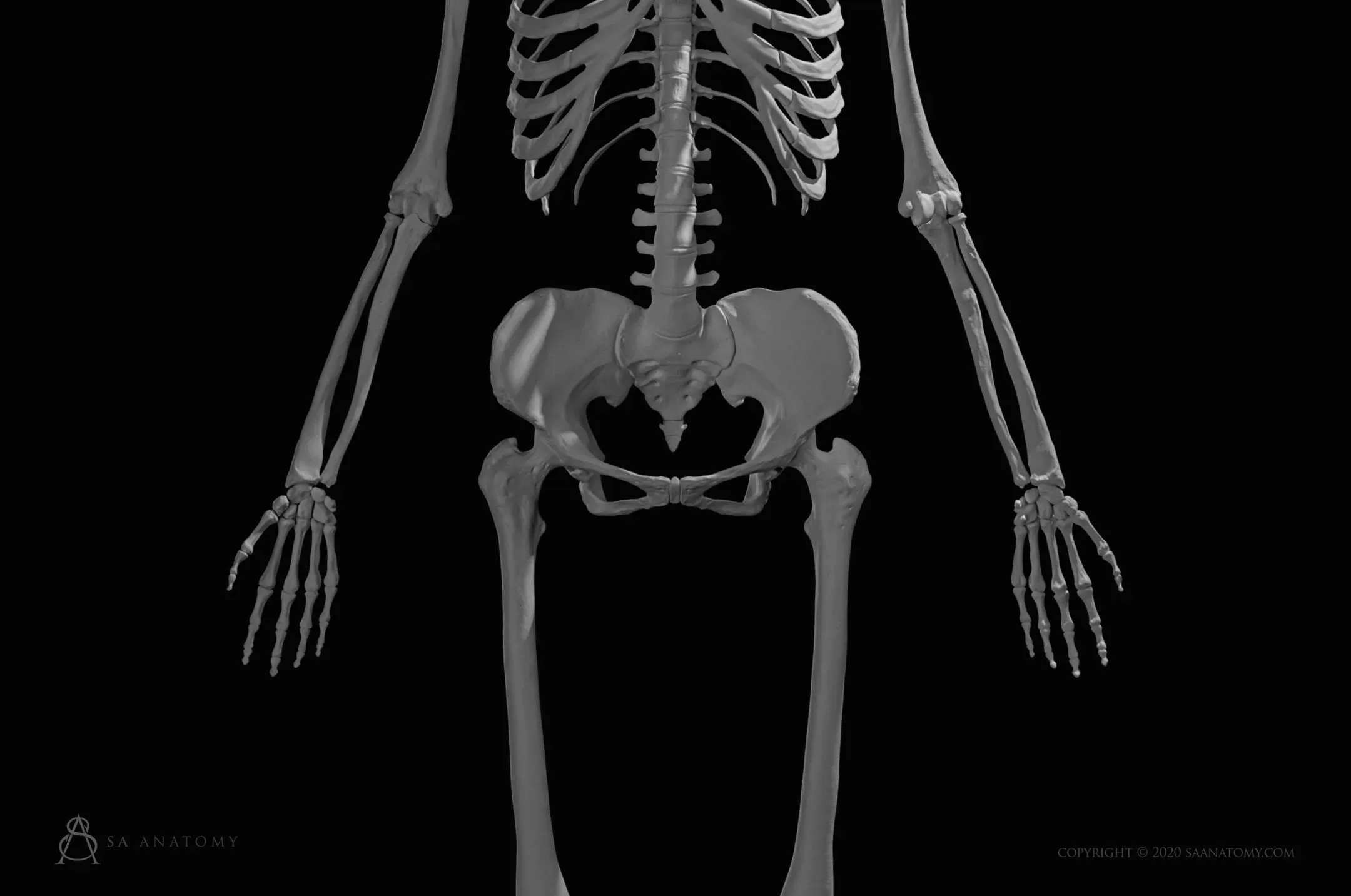 HD Female Skeleton
