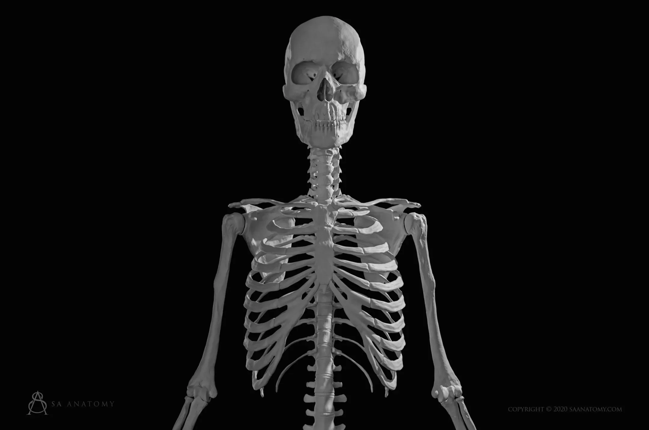 HD Female Skeleton