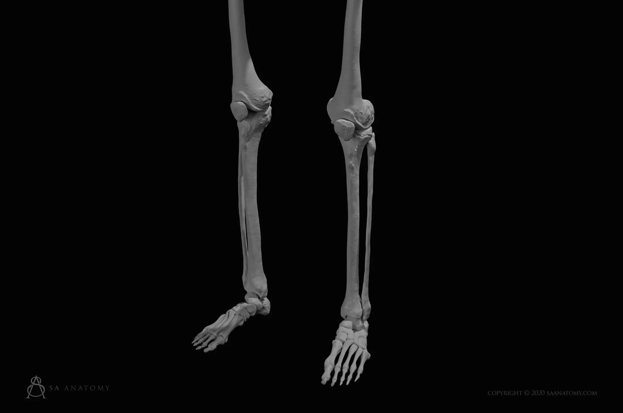 HD Female Skeleton