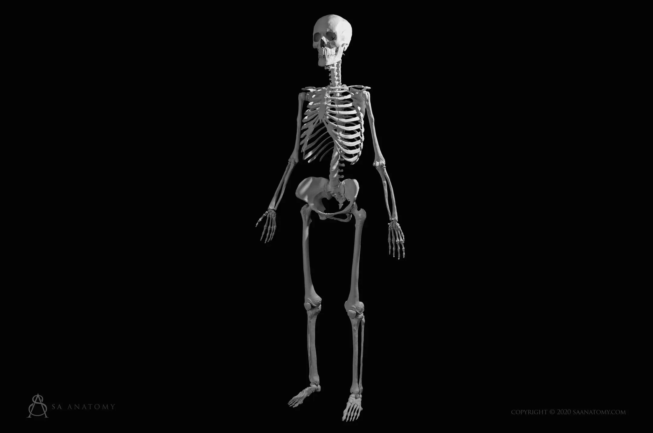 HD Female Skeleton