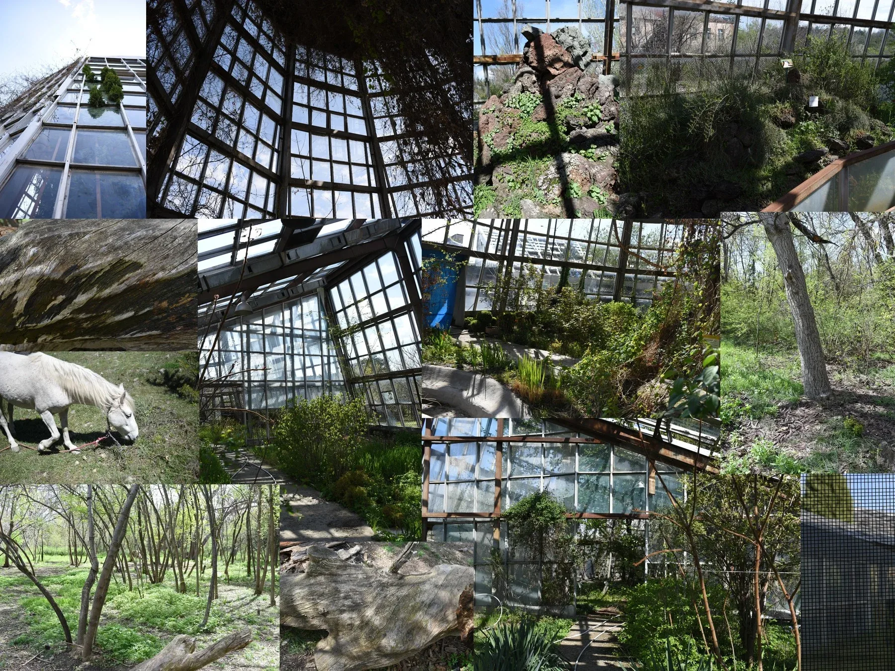 Deserted Green House / Forest / Horses Reference Pack