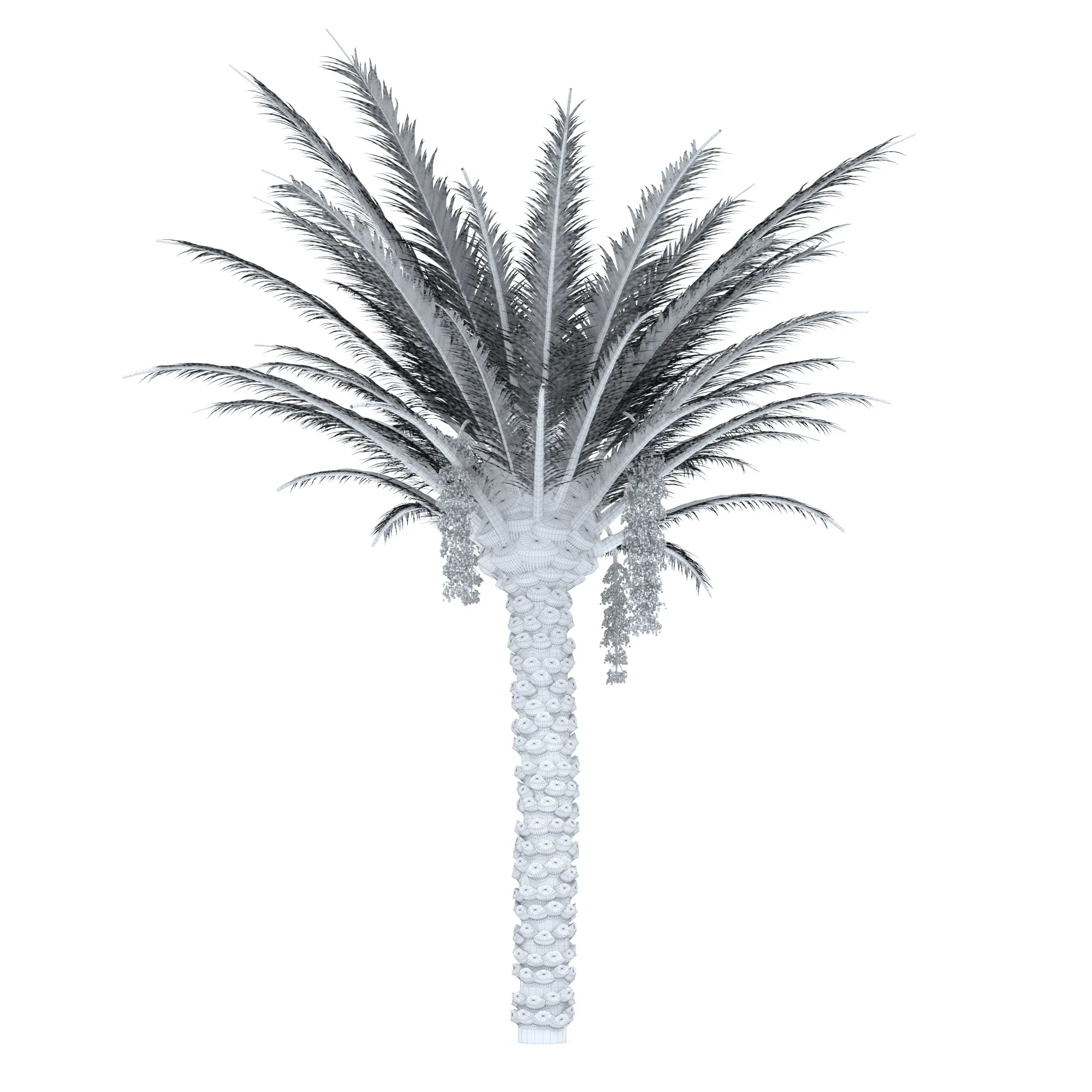 Palm Tree