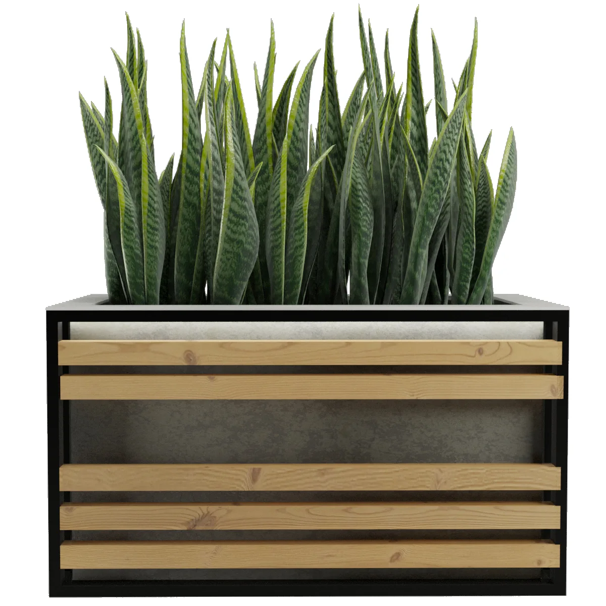 Sansevieria