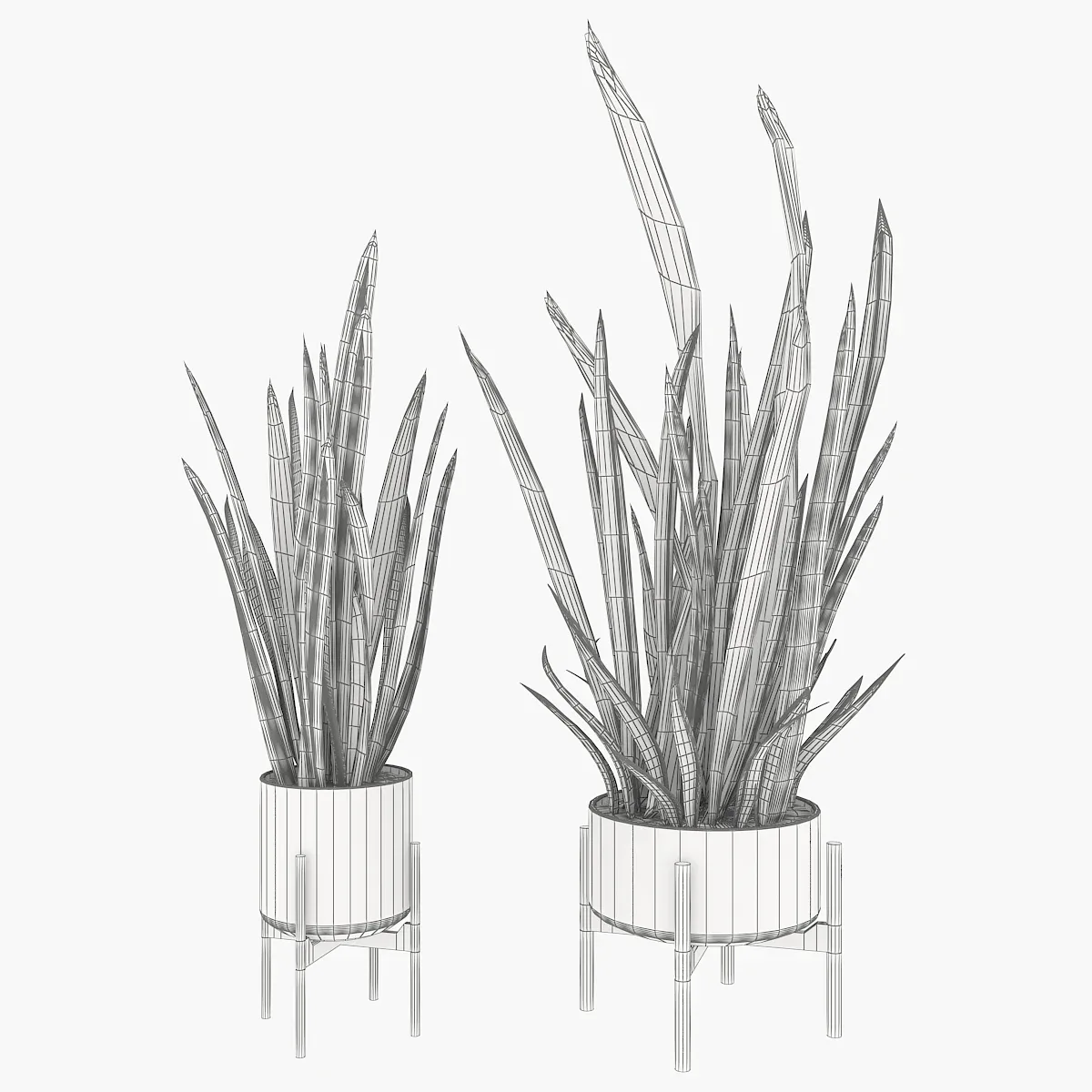 Sansevieria 2