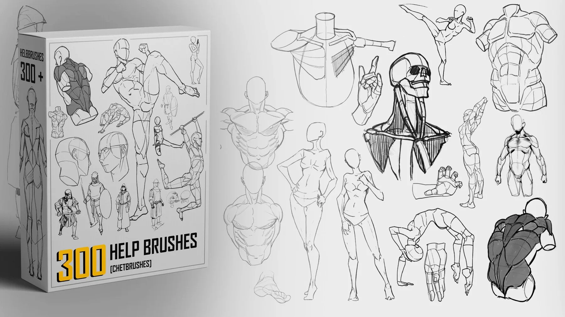 Anatomy HelpBrushes [ 300 CHEATBRUSHES to Push Anatomy Skills ]