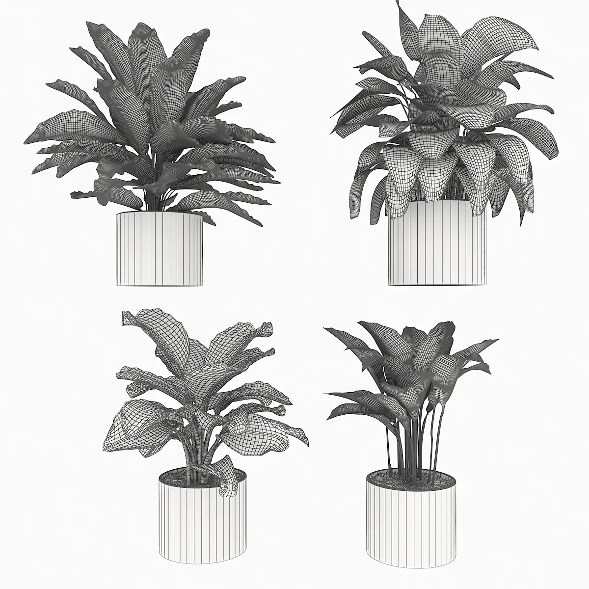 Calathea Collection 1