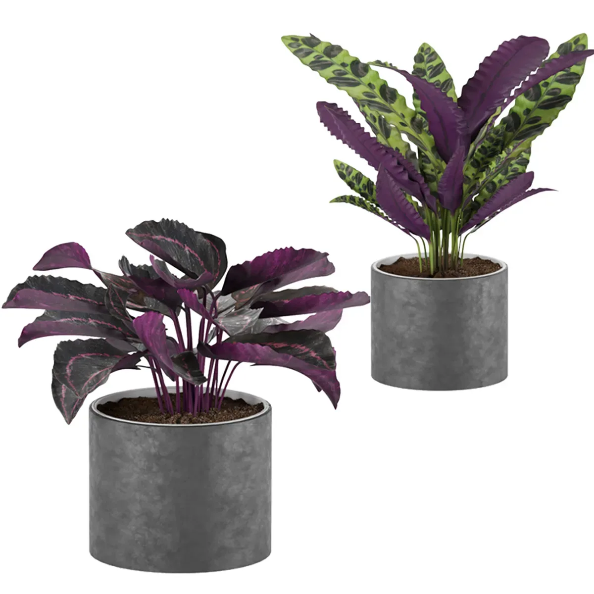 Calathea Collection 2