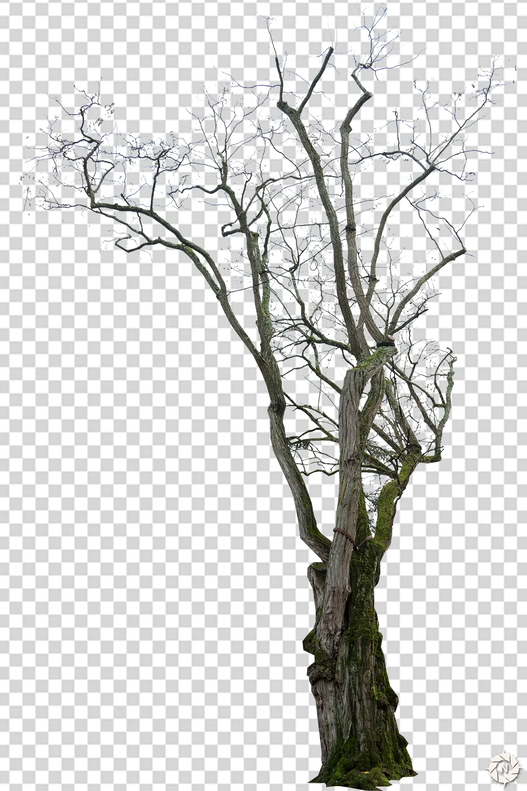 PNG Photo Pack: Dead Trees