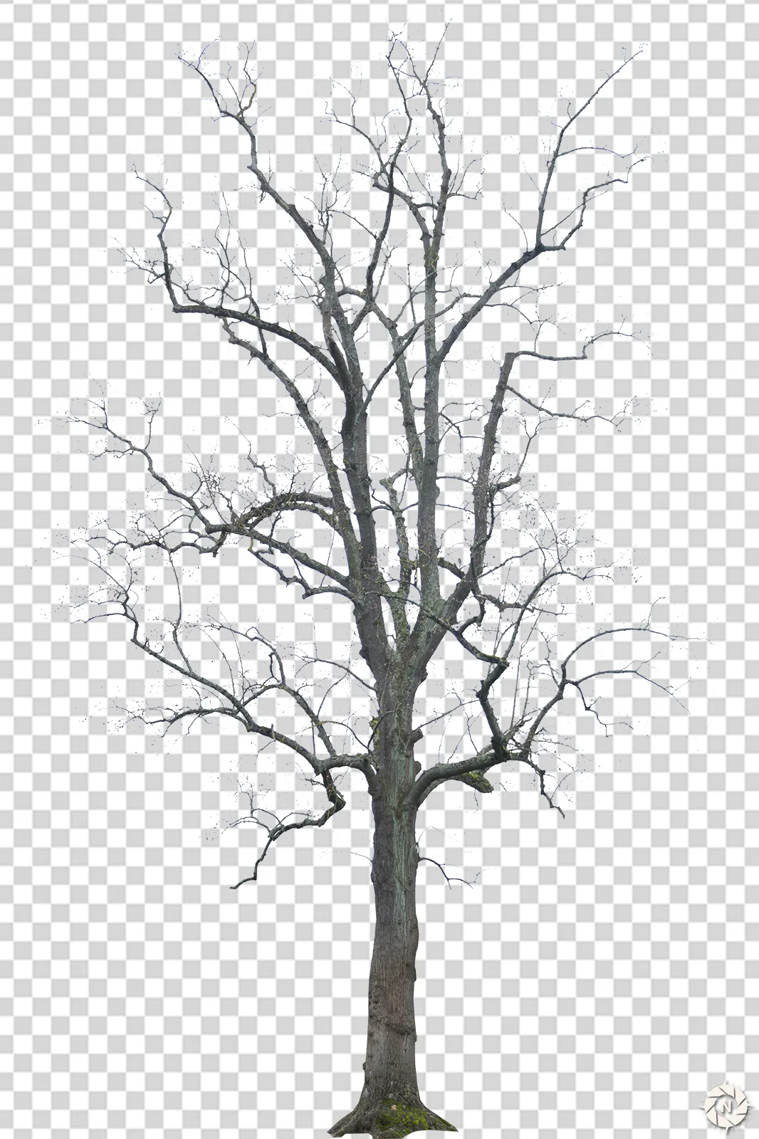 PNG Photo Pack: Dead Trees