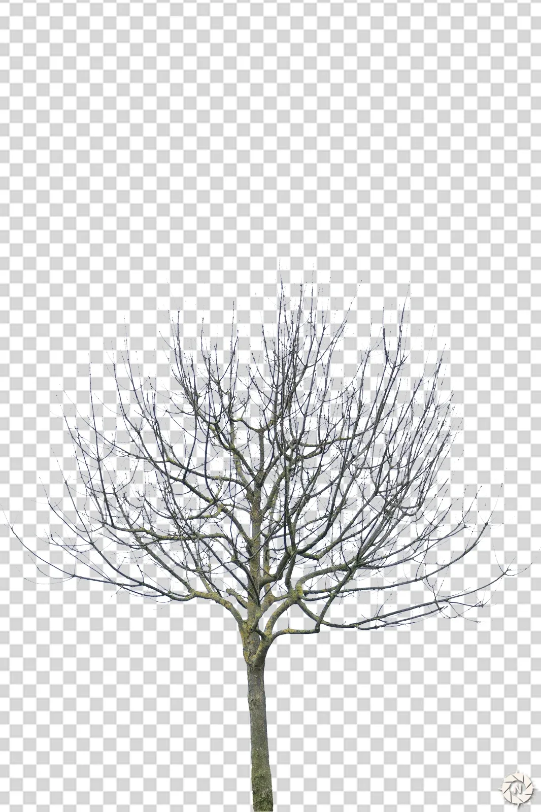 PNG Photo Pack: Dead Trees