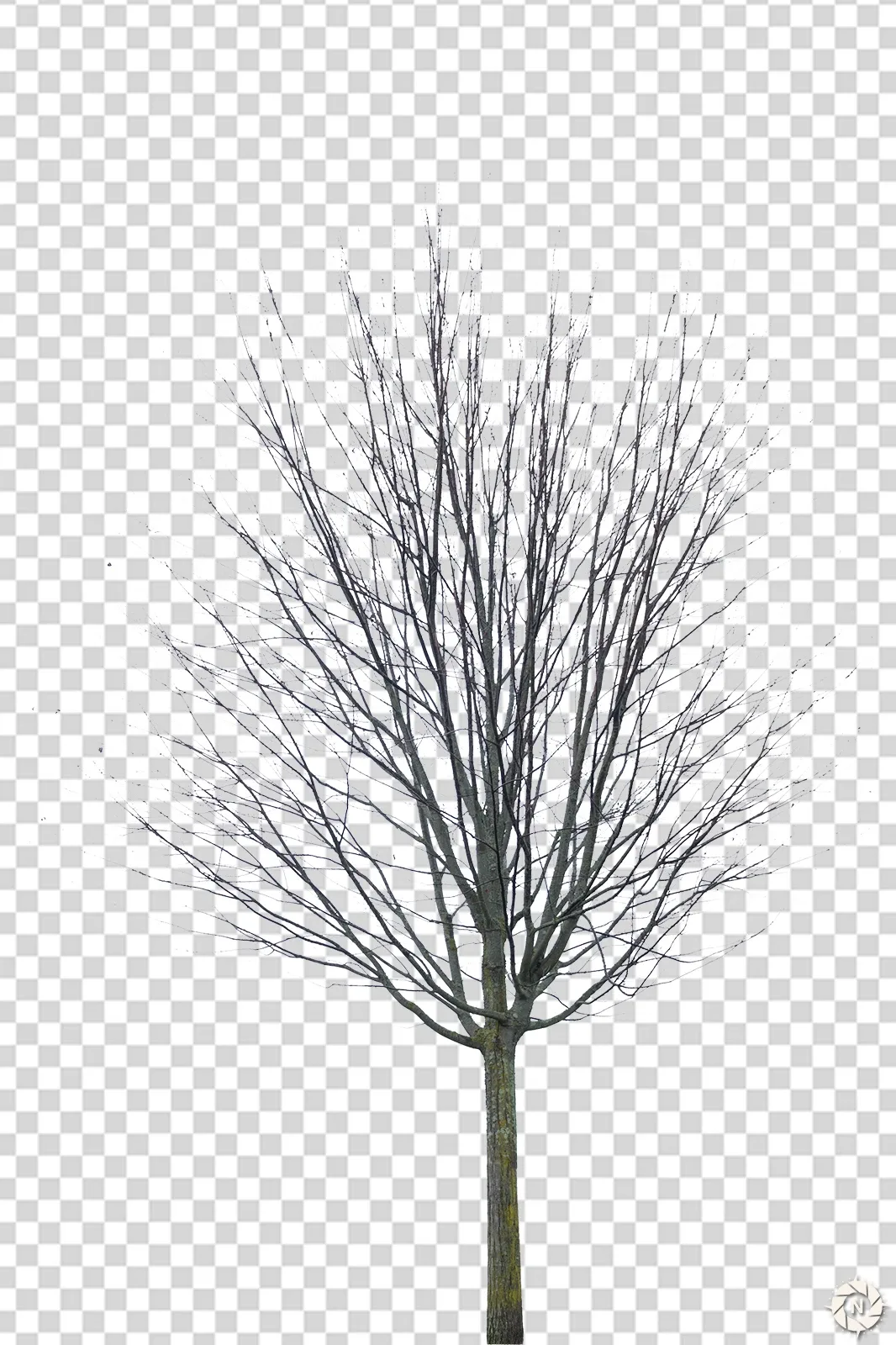 PNG Photo Pack: Dead Trees