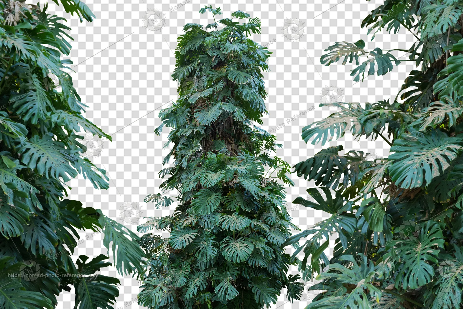 PNG Photo Pack: Exotic Trees