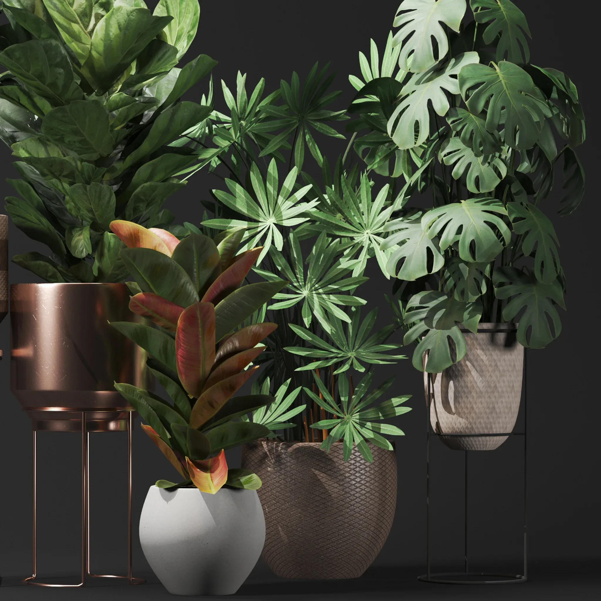 Plant Collection 02