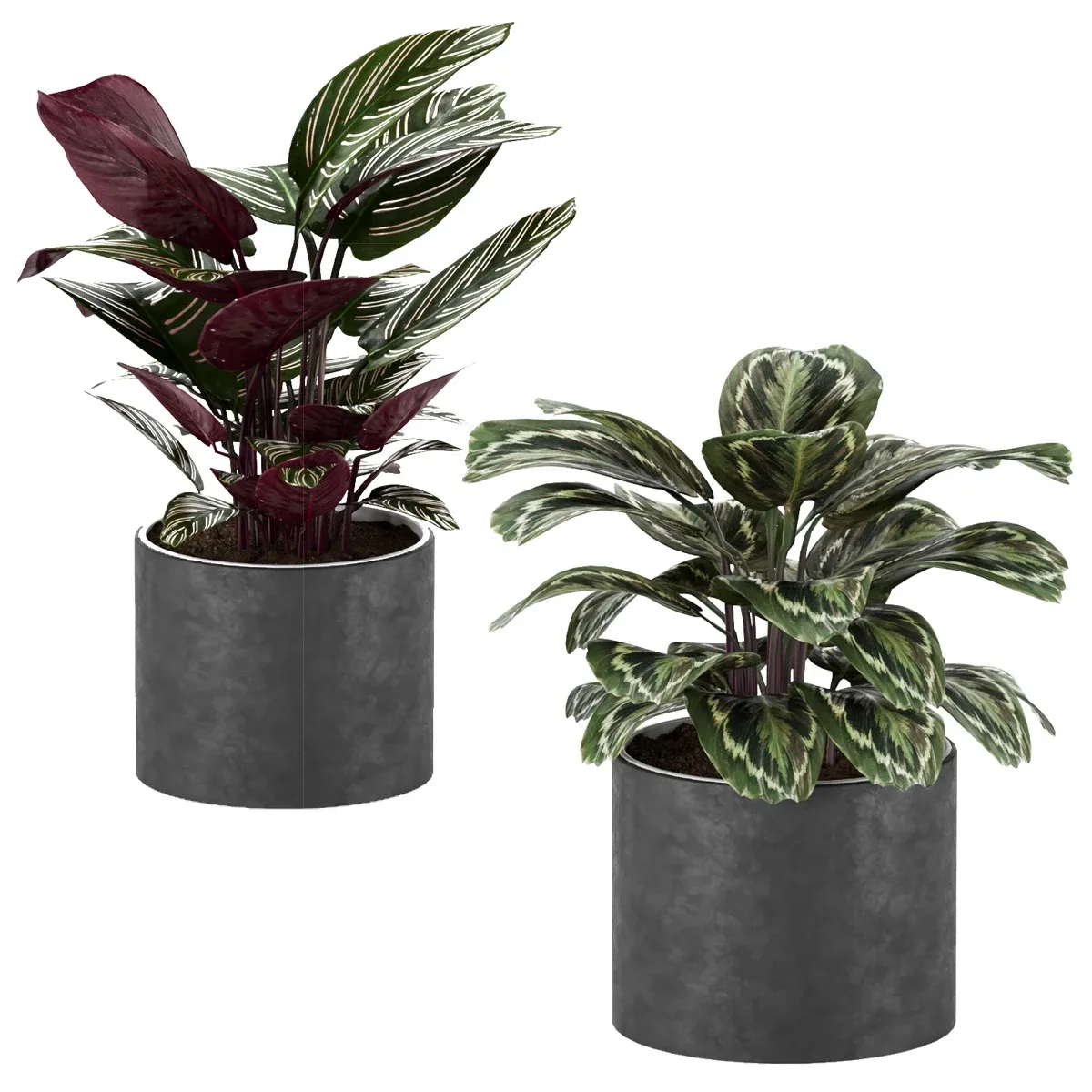 Calathea Collection 3