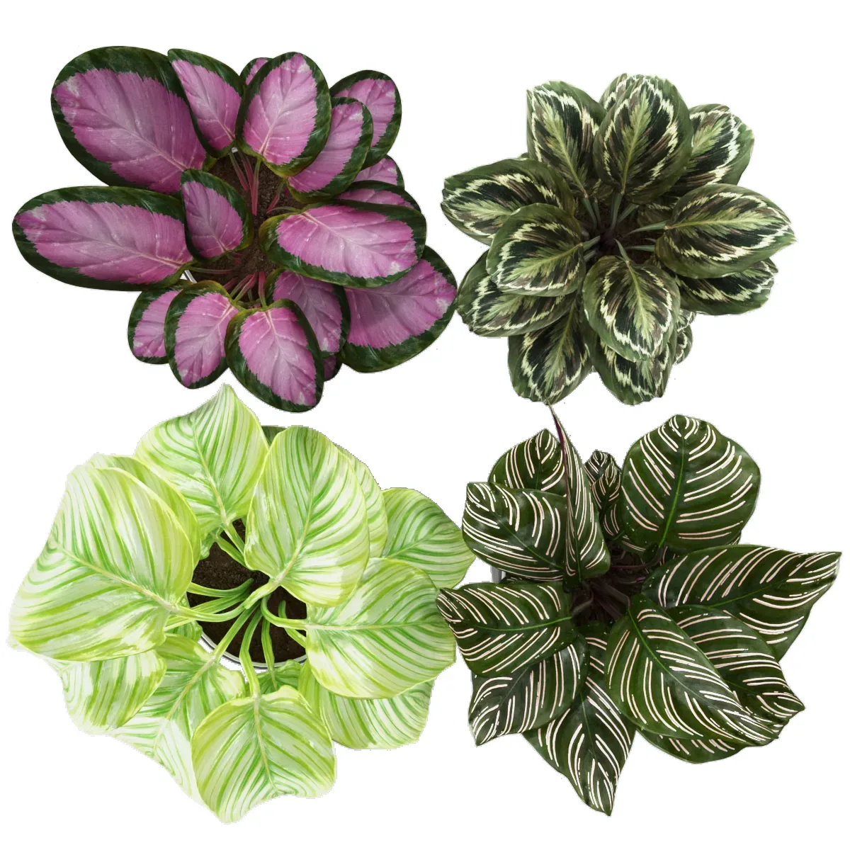 Calathea Collection 3