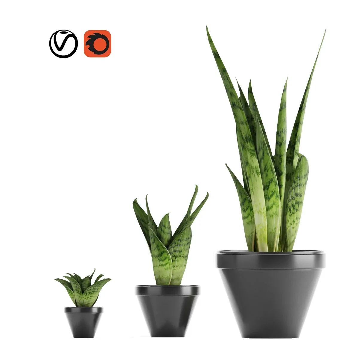 Sansevieria 3