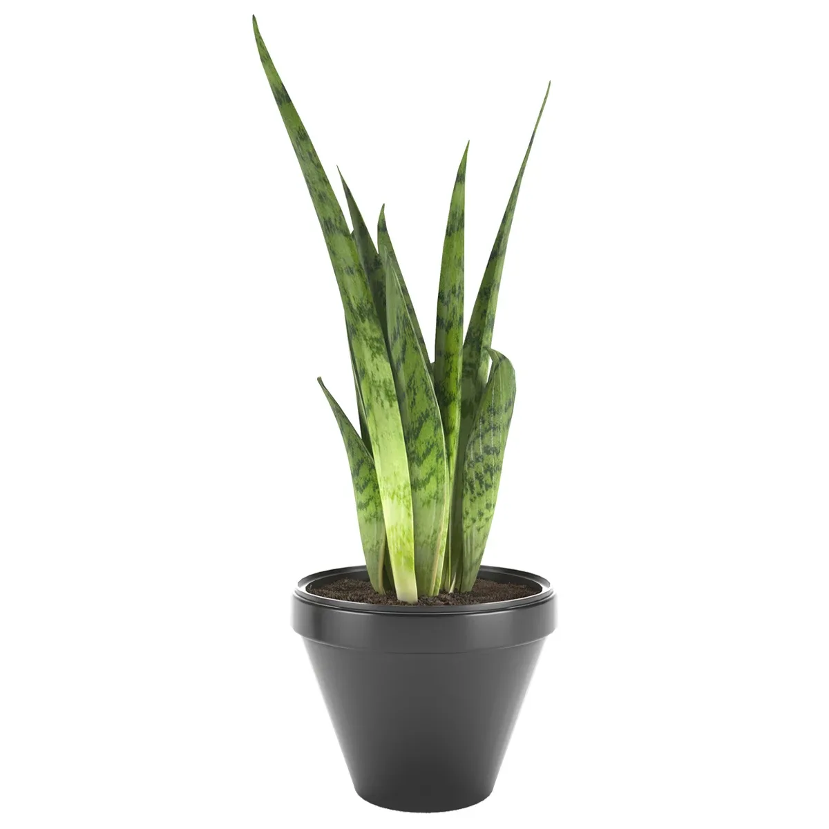 Sansevieria 3