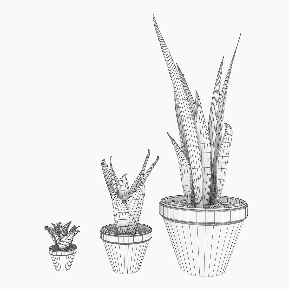 Sansevieria 3