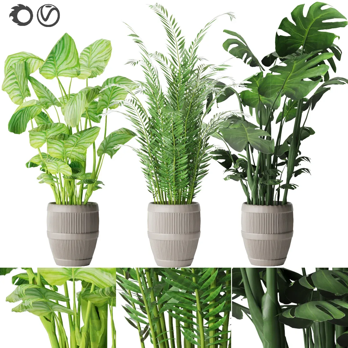 Collection Plant Vol 4