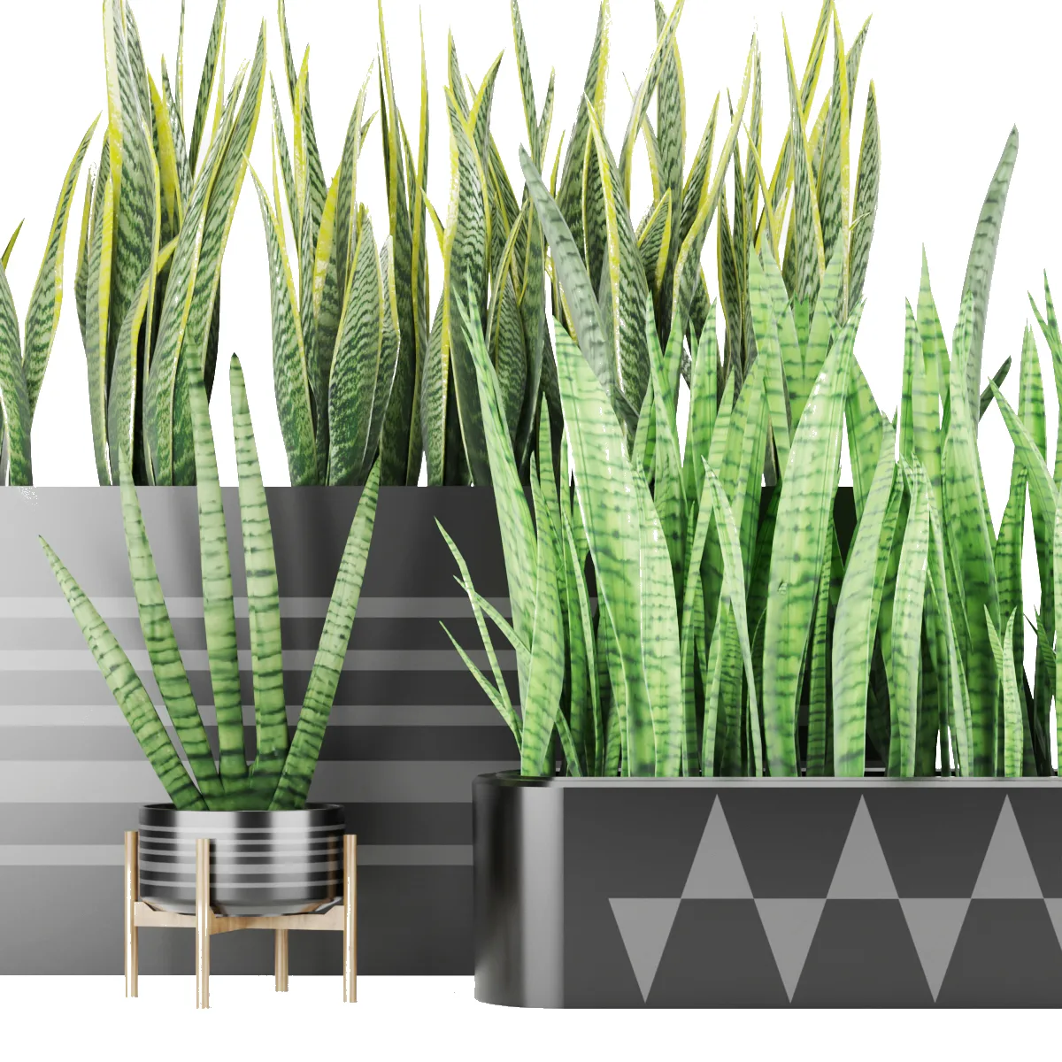 Sansevieria 4