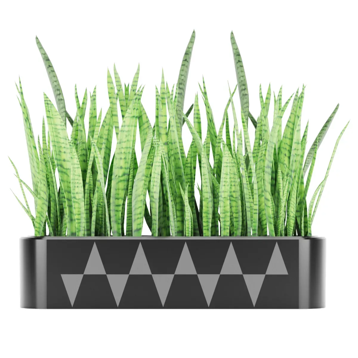 Sansevieria 4