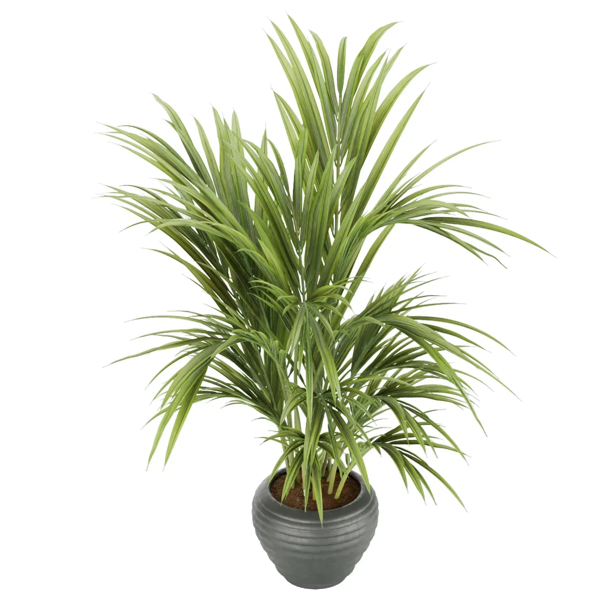 Plant 004 Kentia Palm