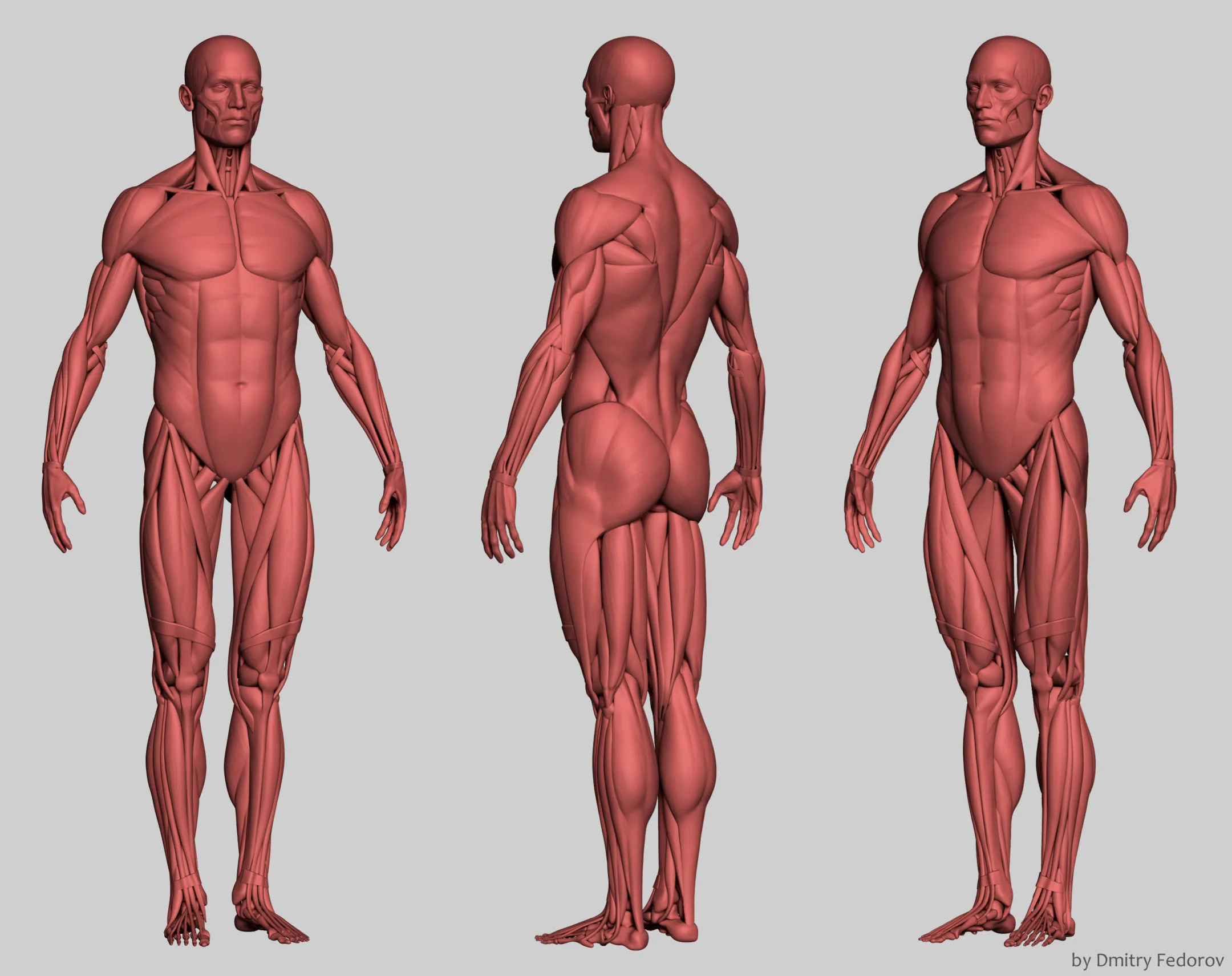 Anatomy Model Ecorche + Blender RENDER Scene