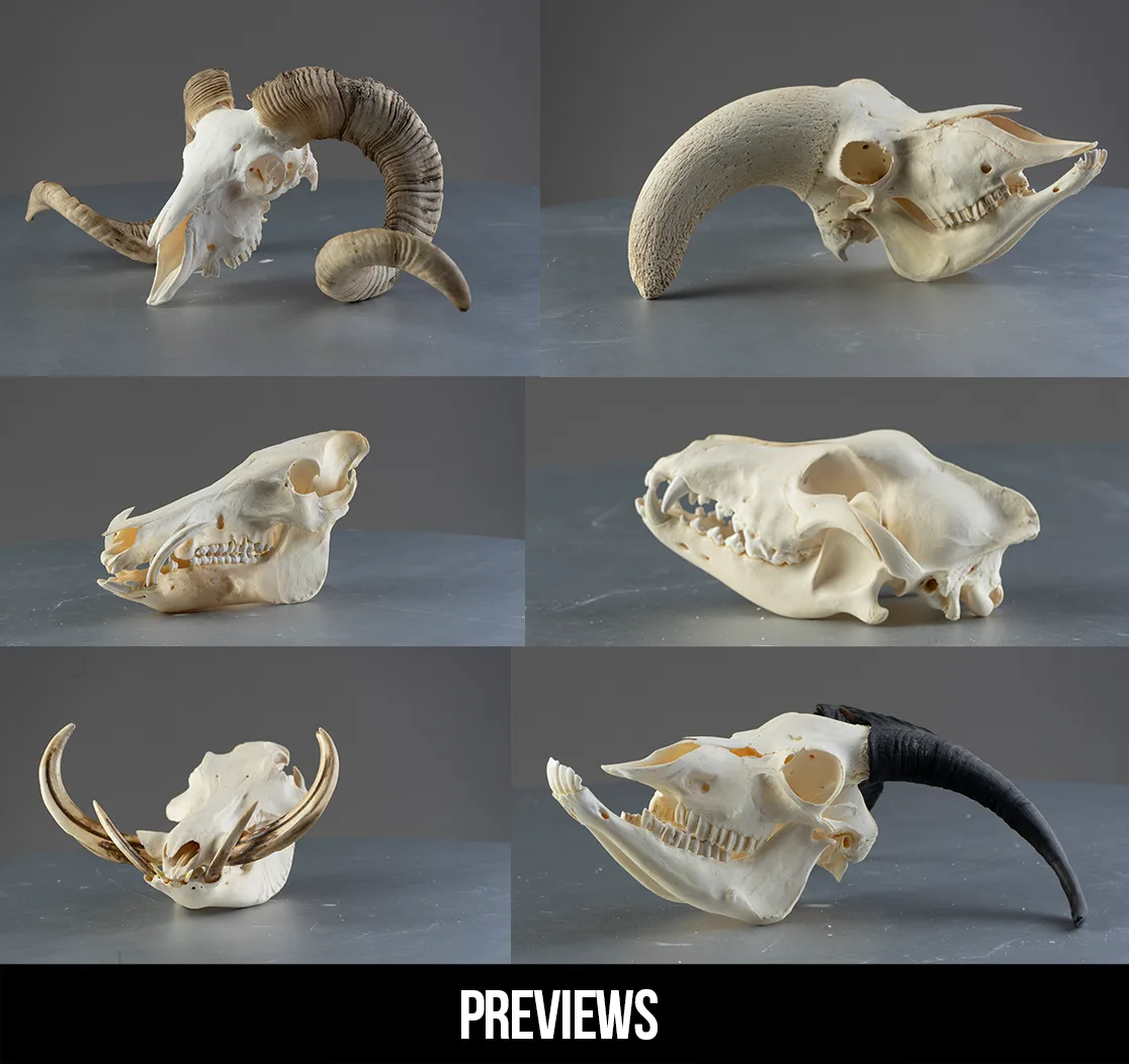 1200+ Turnaround Skull Collection Reference Pictures